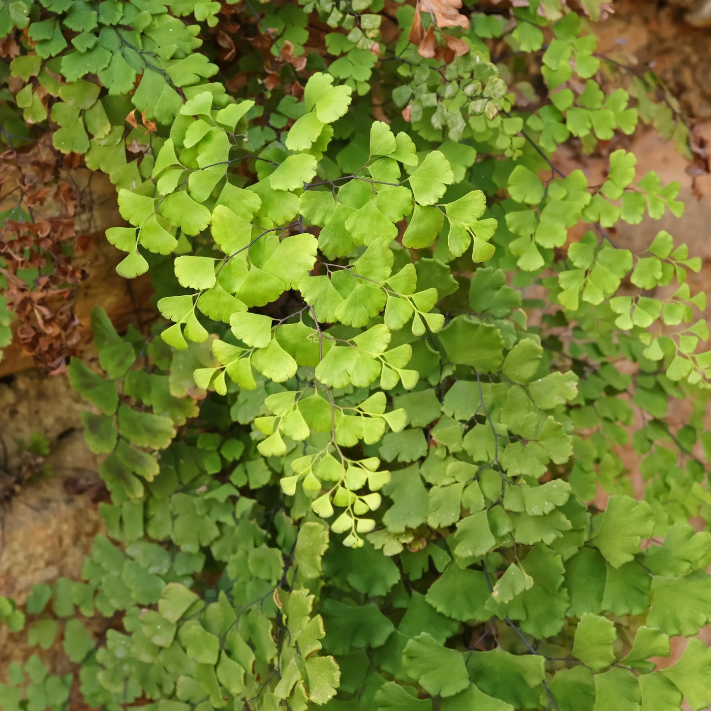 Fern Adiantum Assorted - View 15 from www redcrocus com