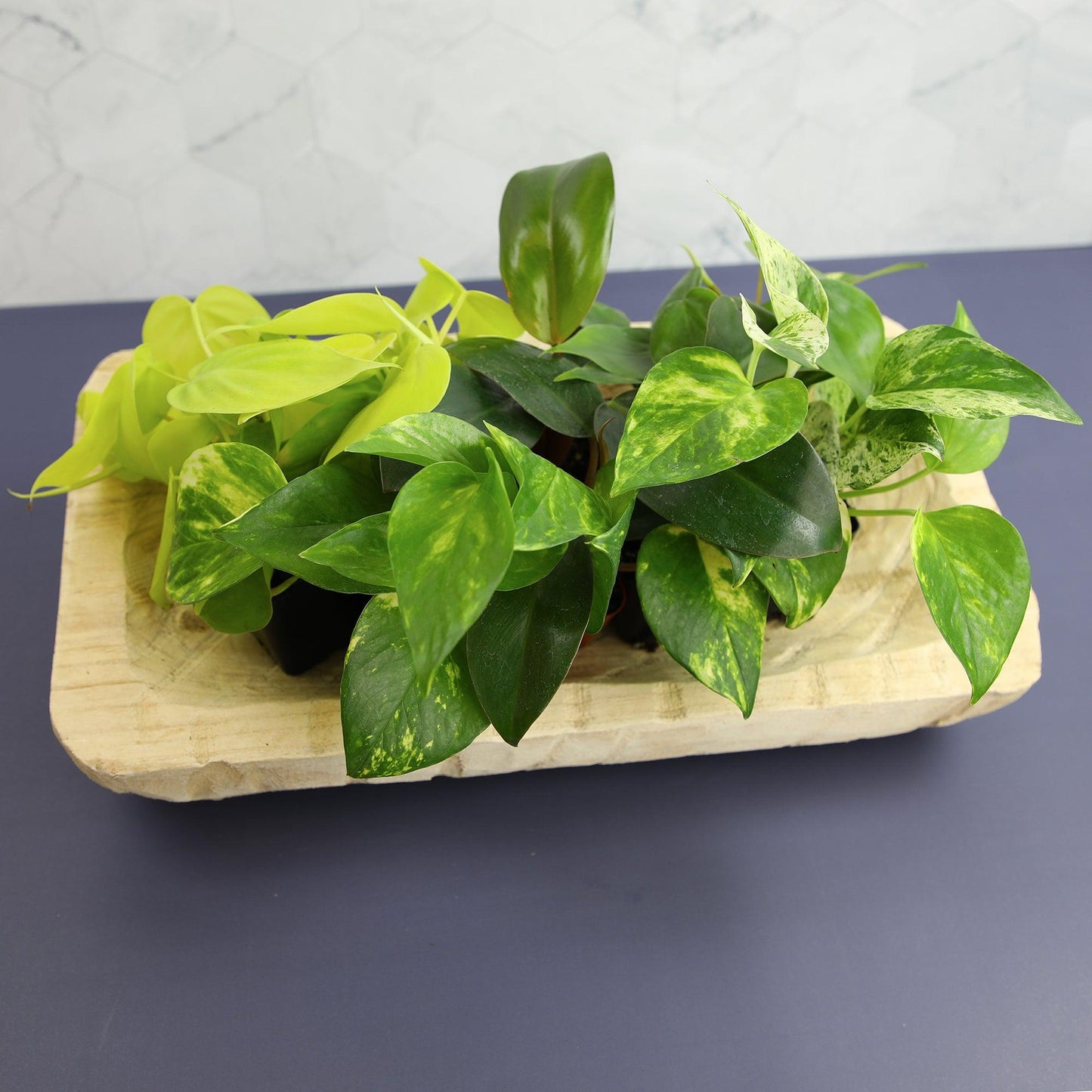 Pothos, Epipremnum Aureum, Assorted - View 24 from www redcrocus com