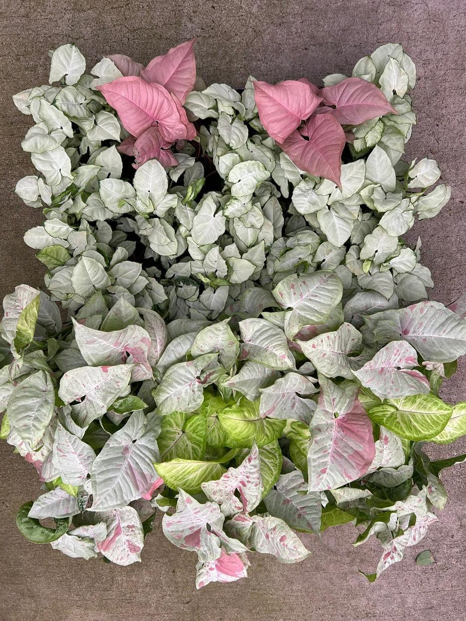 Syngonium Assorted - View 10 from www redcrocus com