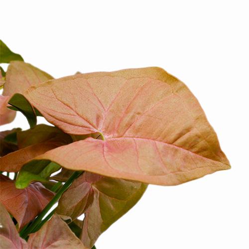 Syngonium Assorted - View 12 from www redcrocus com