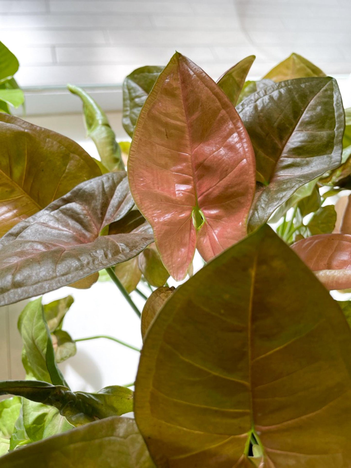 Syngonium Assorted - View 13 from www redcrocus com