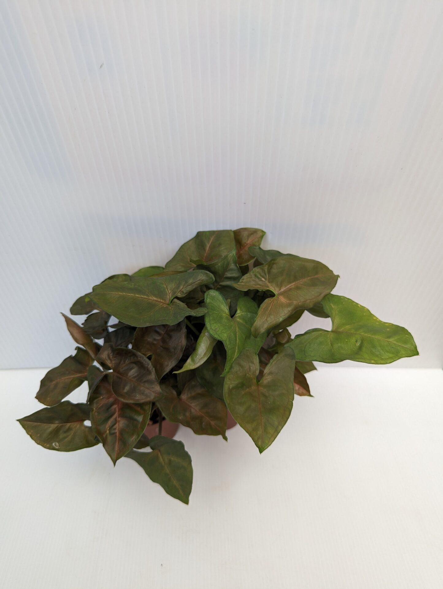 Syngonium Assorted - View 2 from www redcrocus com