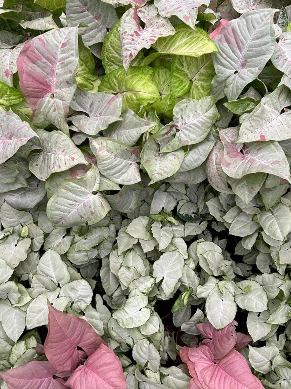 Syngonium Assorted - View 4 from www redcrocus com