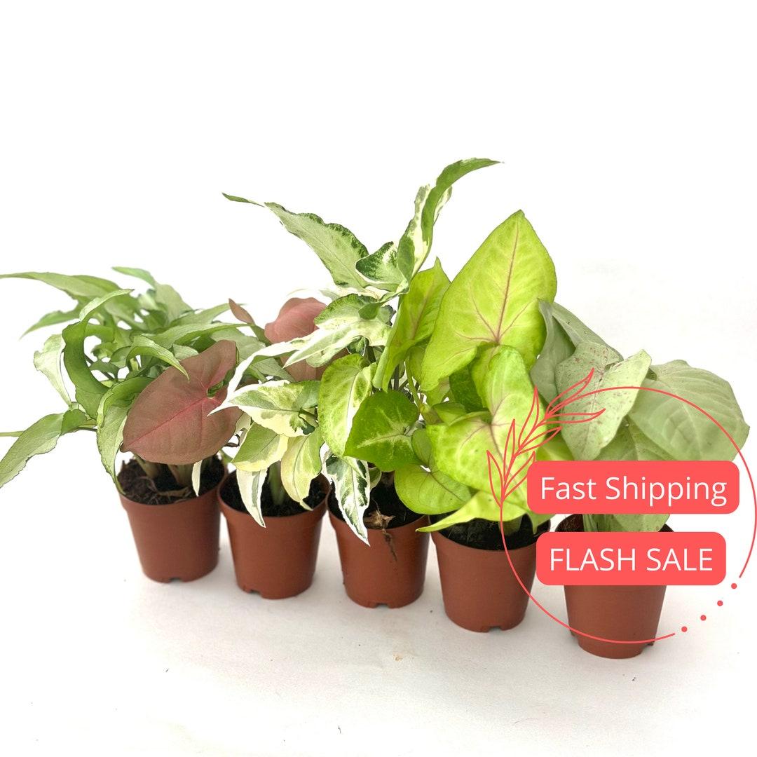Syngonium Assorted - View 6 from www redcrocus com
