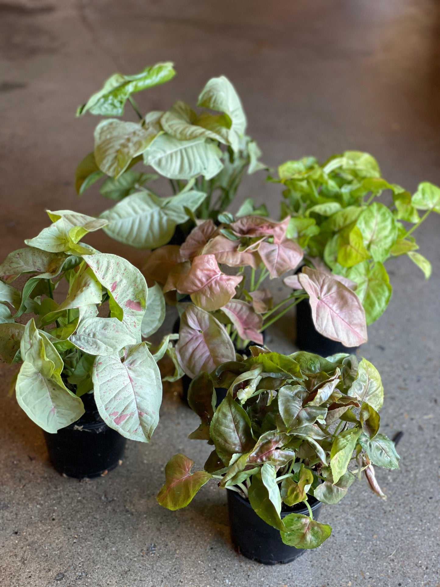 Syngonium Assorted - View 8 from www redcrocus com