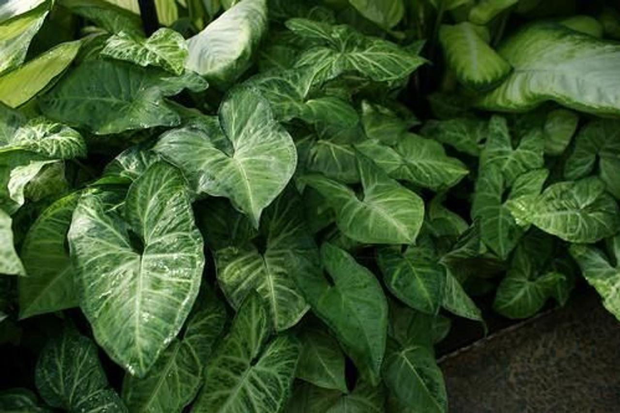 Syngonium Assorted - View 9 from www redcrocus com