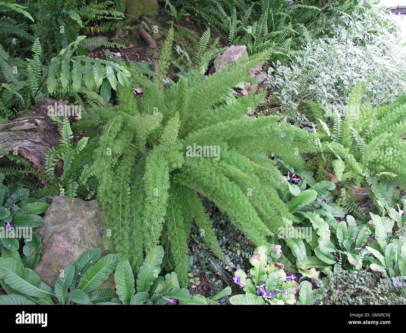 Fern Asparagus Densiflorus Myersii - View 8 from www redcrocus com