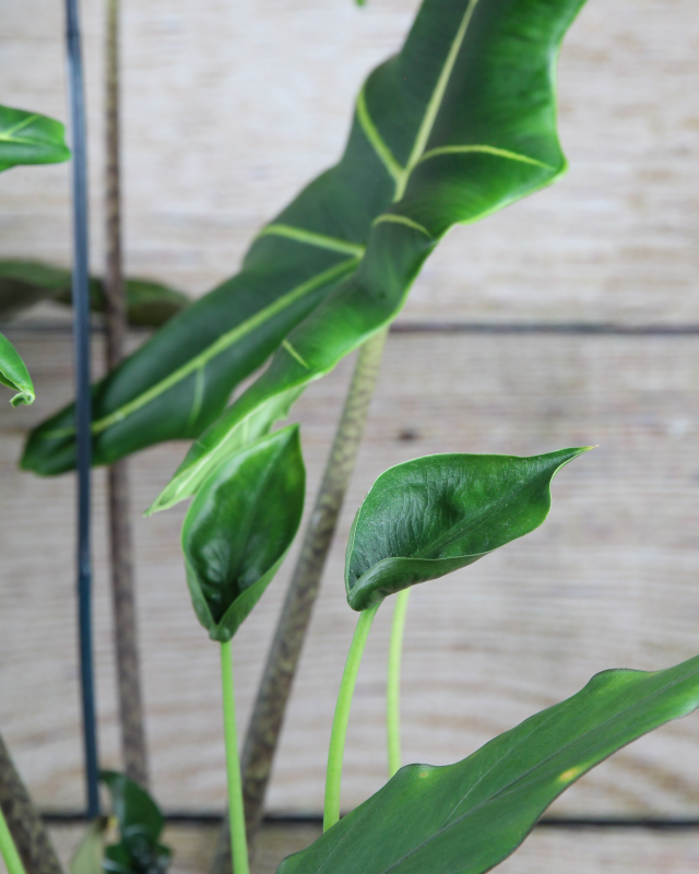 Alocasia Assorted - View 4 from www redcrocus com