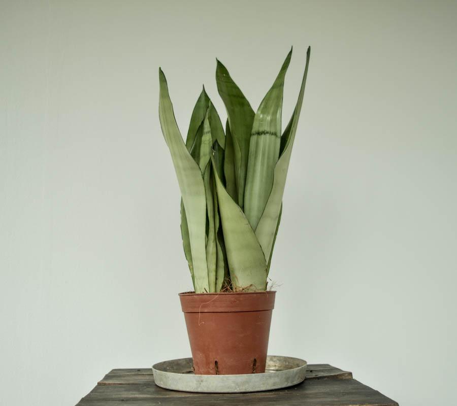 Sansevieria Trifasciata Moonshine - View 13 from www redcrocus com