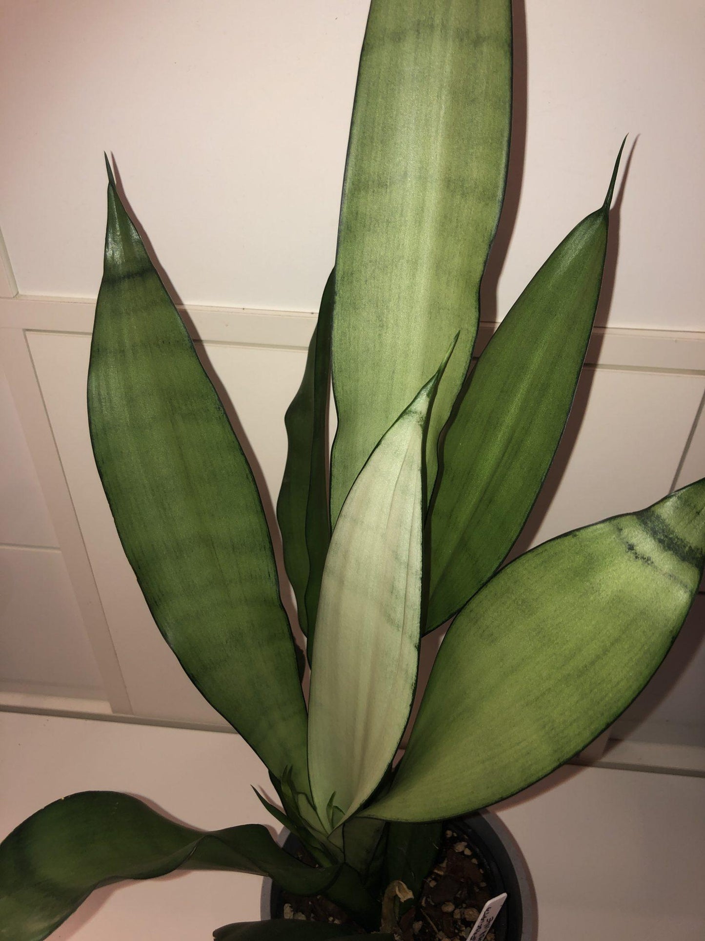 Sansevieria Trifasciata Moonshine - View 5 from www redcrocus com