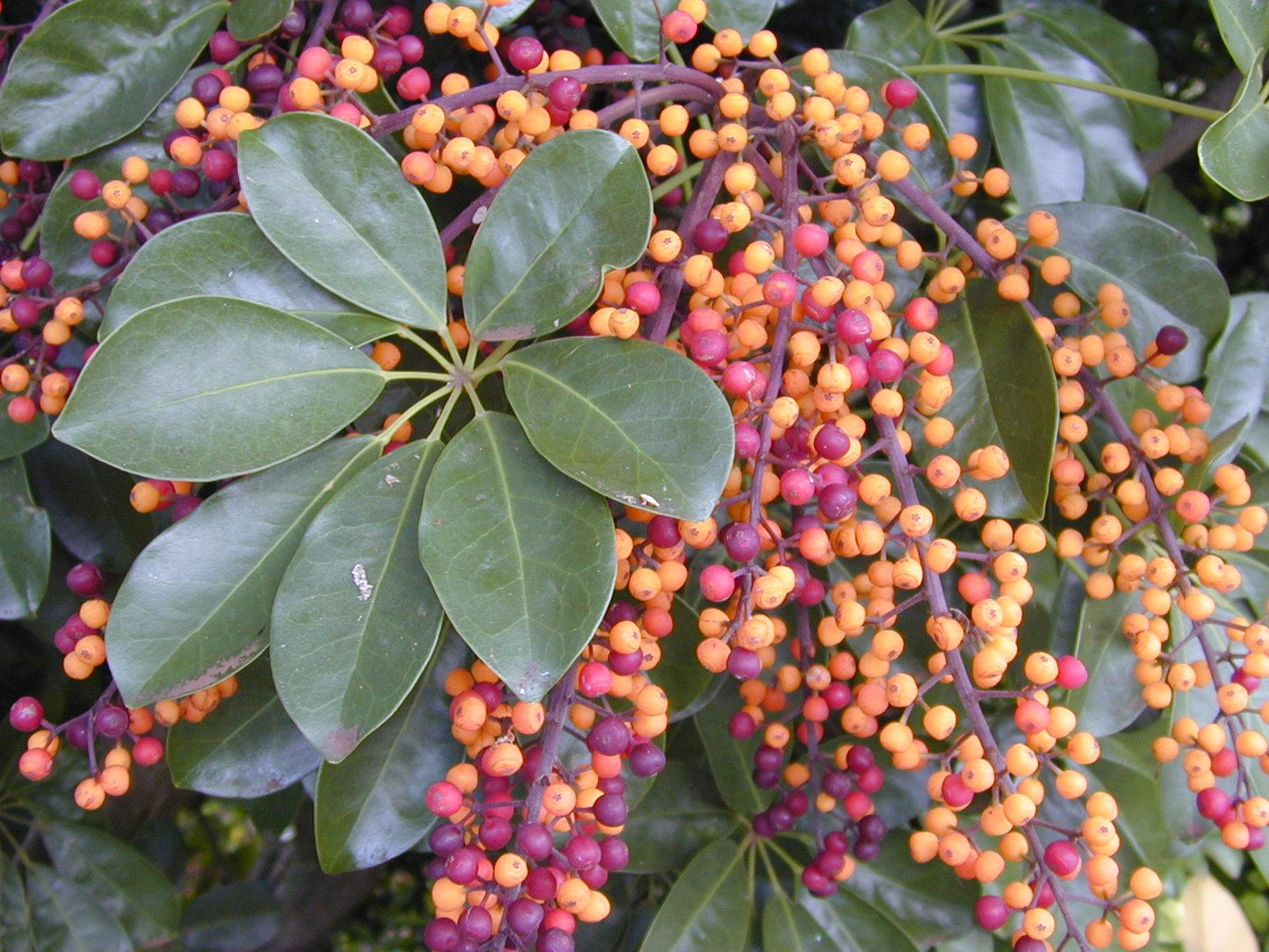 Schefflera Arboricola - View 10 from www redcrocus com