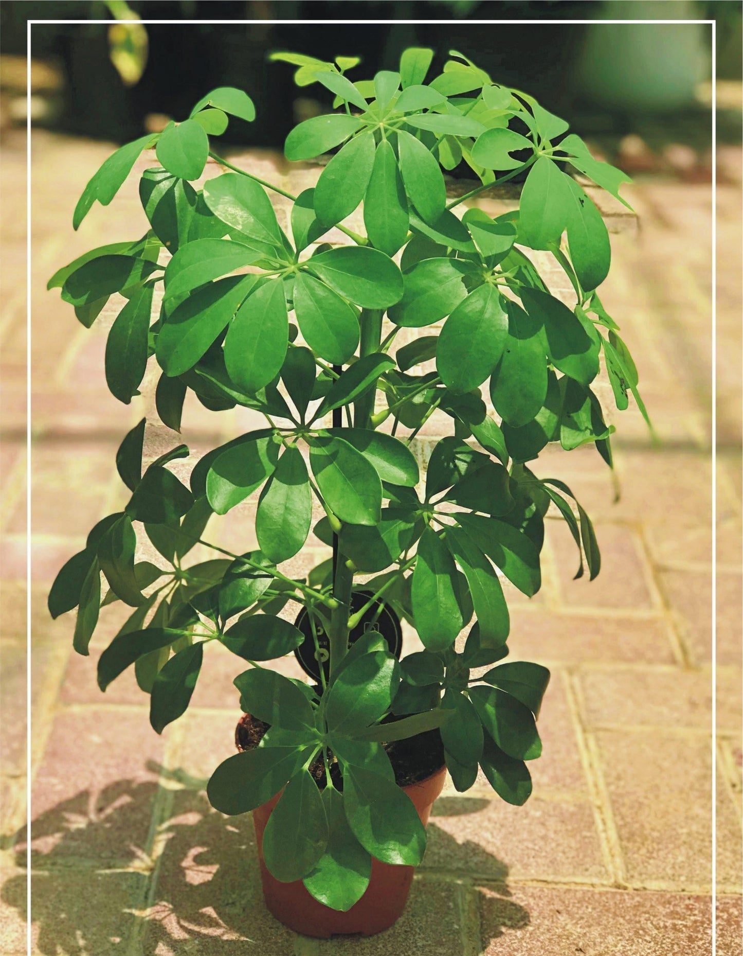 Schefflera Arboricola - View 11 from www redcrocus com