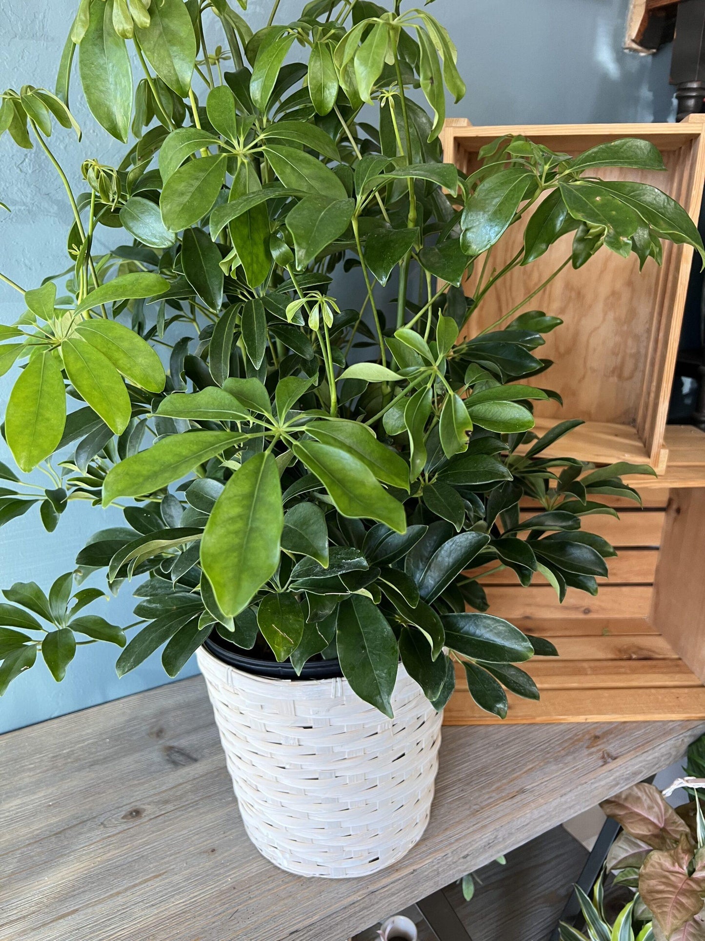 Schefflera Arboricola - View 12 from www redcrocus com