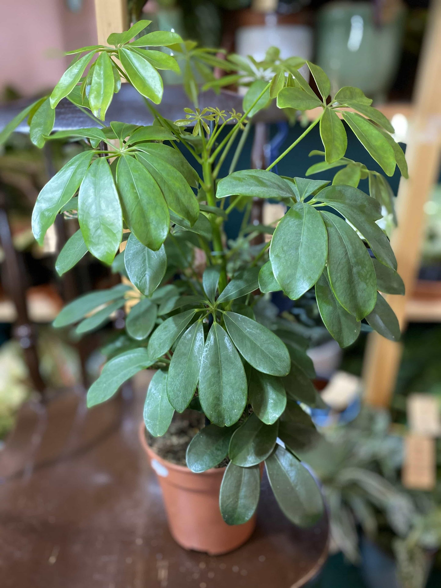 Schefflera Arboricola - View 13 from www redcrocus com