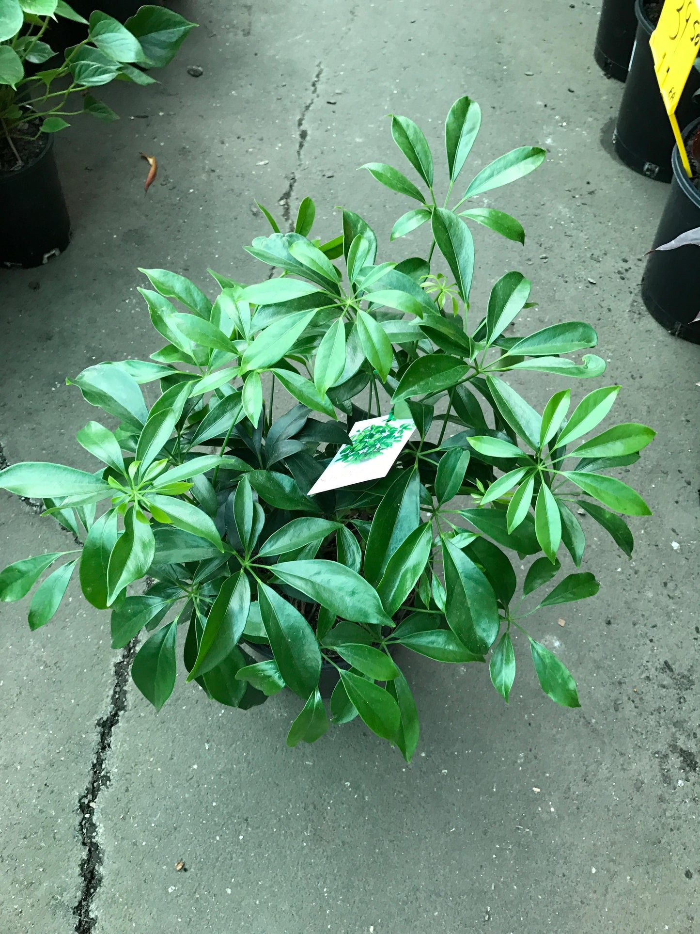 Schefflera Arboricola - View 14 from www redcrocus com