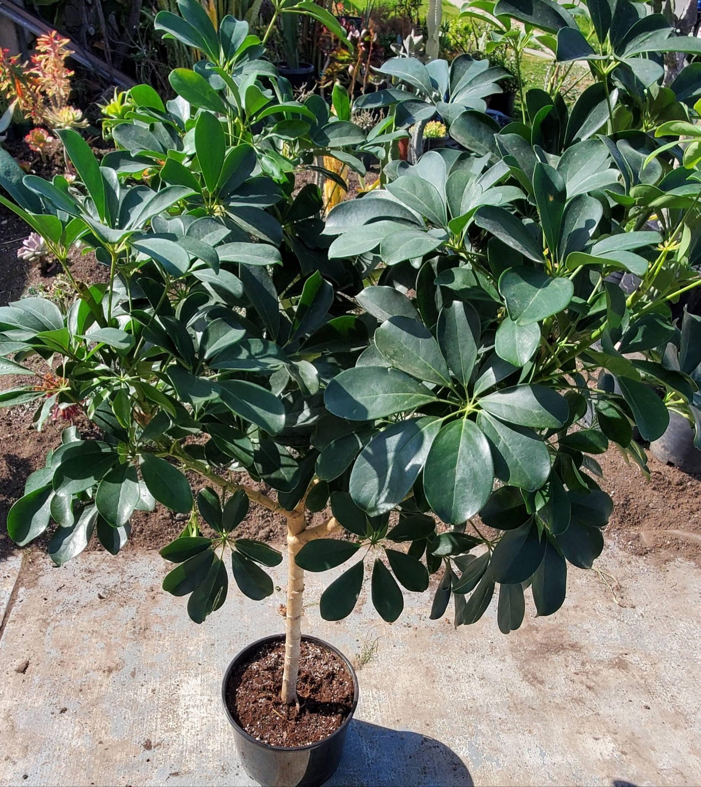 Schefflera Arboricola - View 15 from www redcrocus com