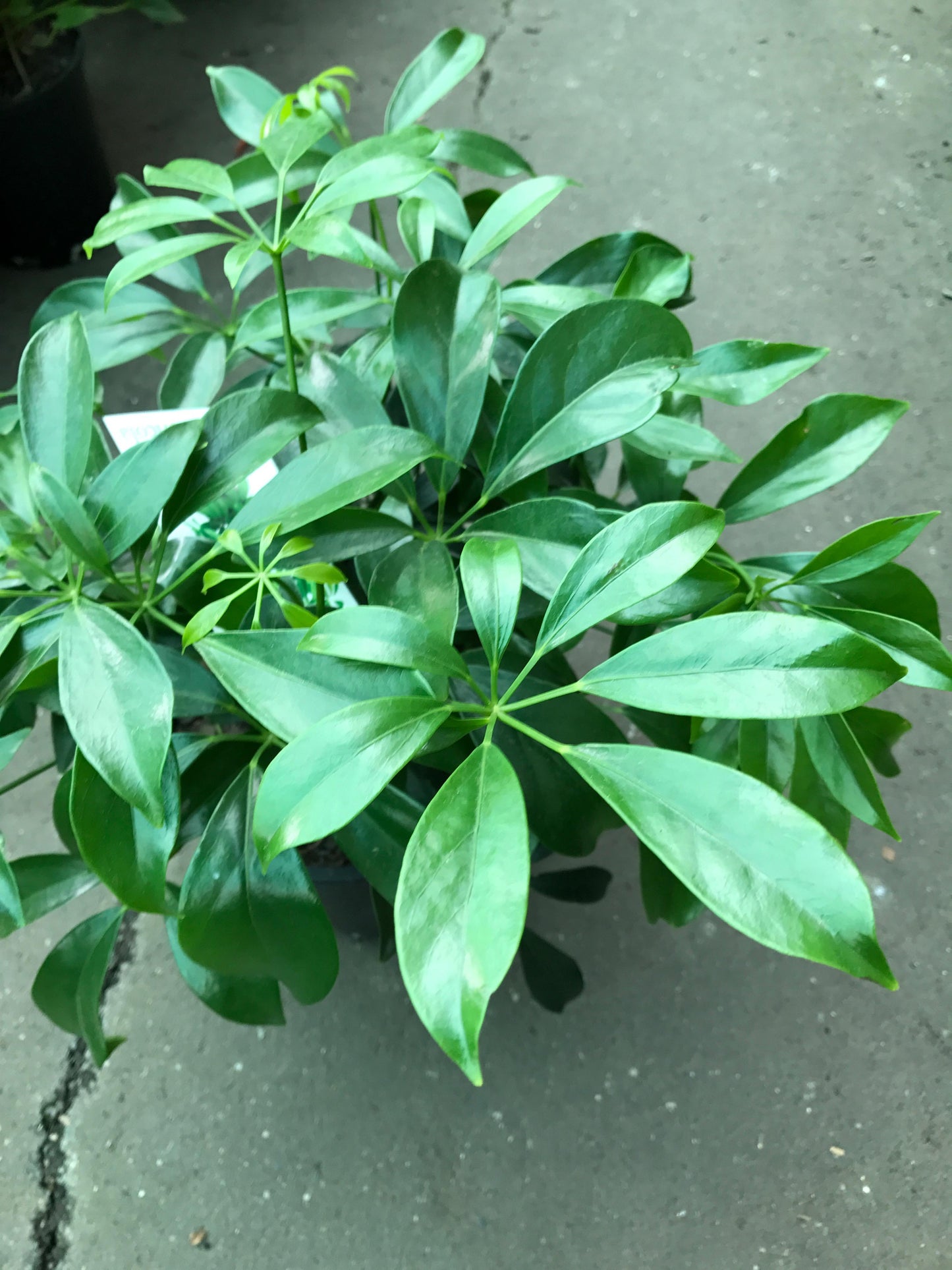Schefflera Arboricola - View 16 from www redcrocus com