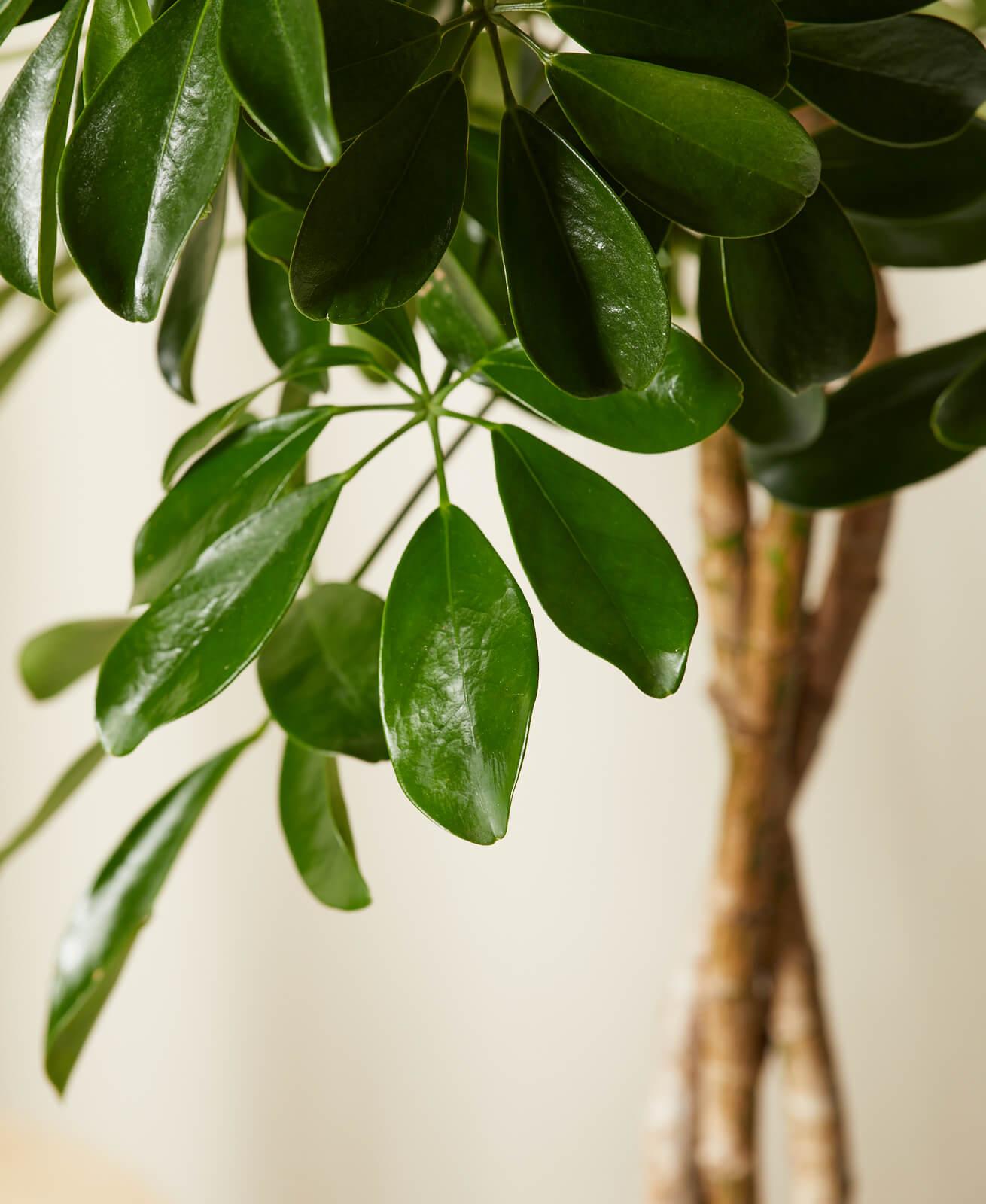 Schefflera Arboricola - View 17 from www redcrocus com