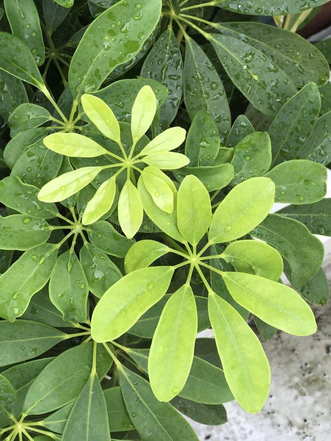 Schefflera Arboricola - View 18 from www redcrocus com