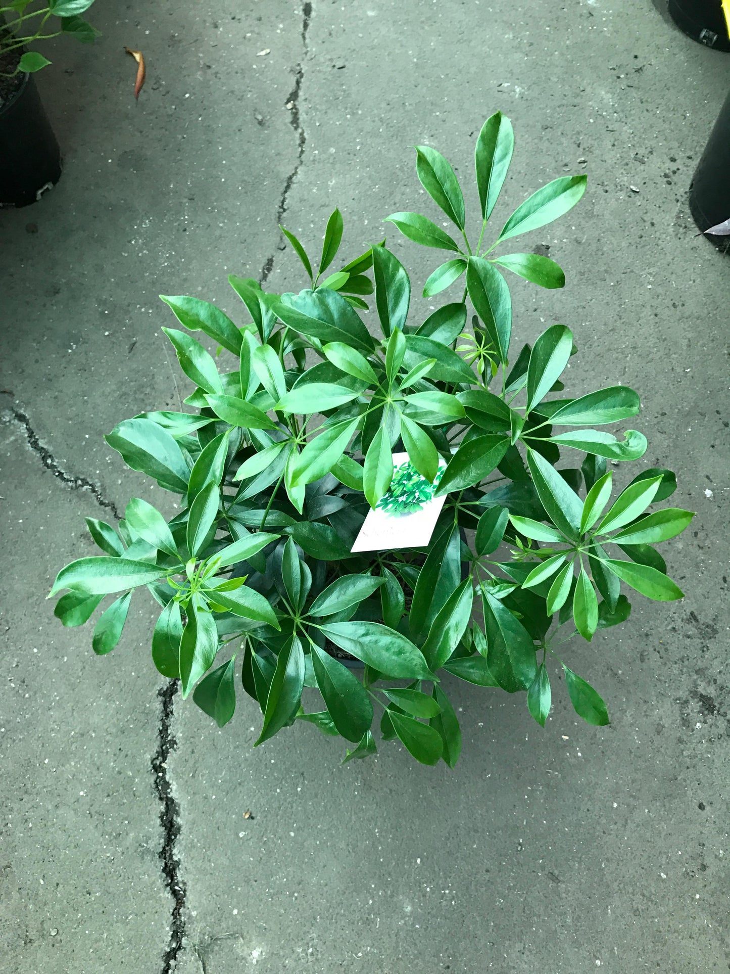 Schefflera Arboricola - View 19 from www redcrocus com