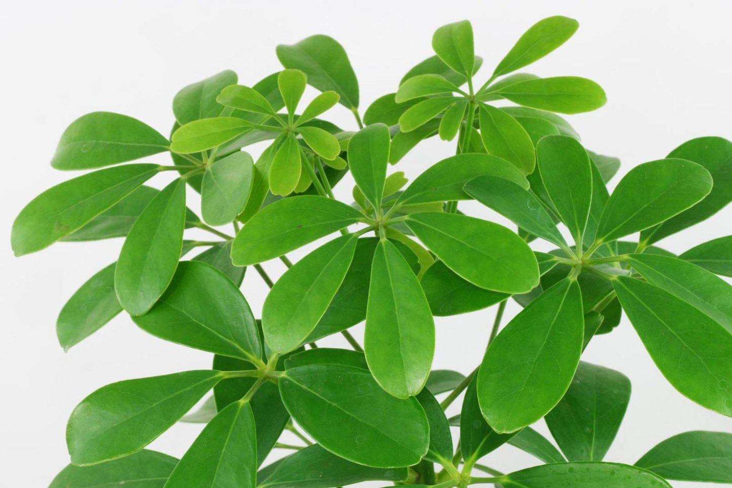 Schefflera Arboricola - View 21 from www redcrocus com