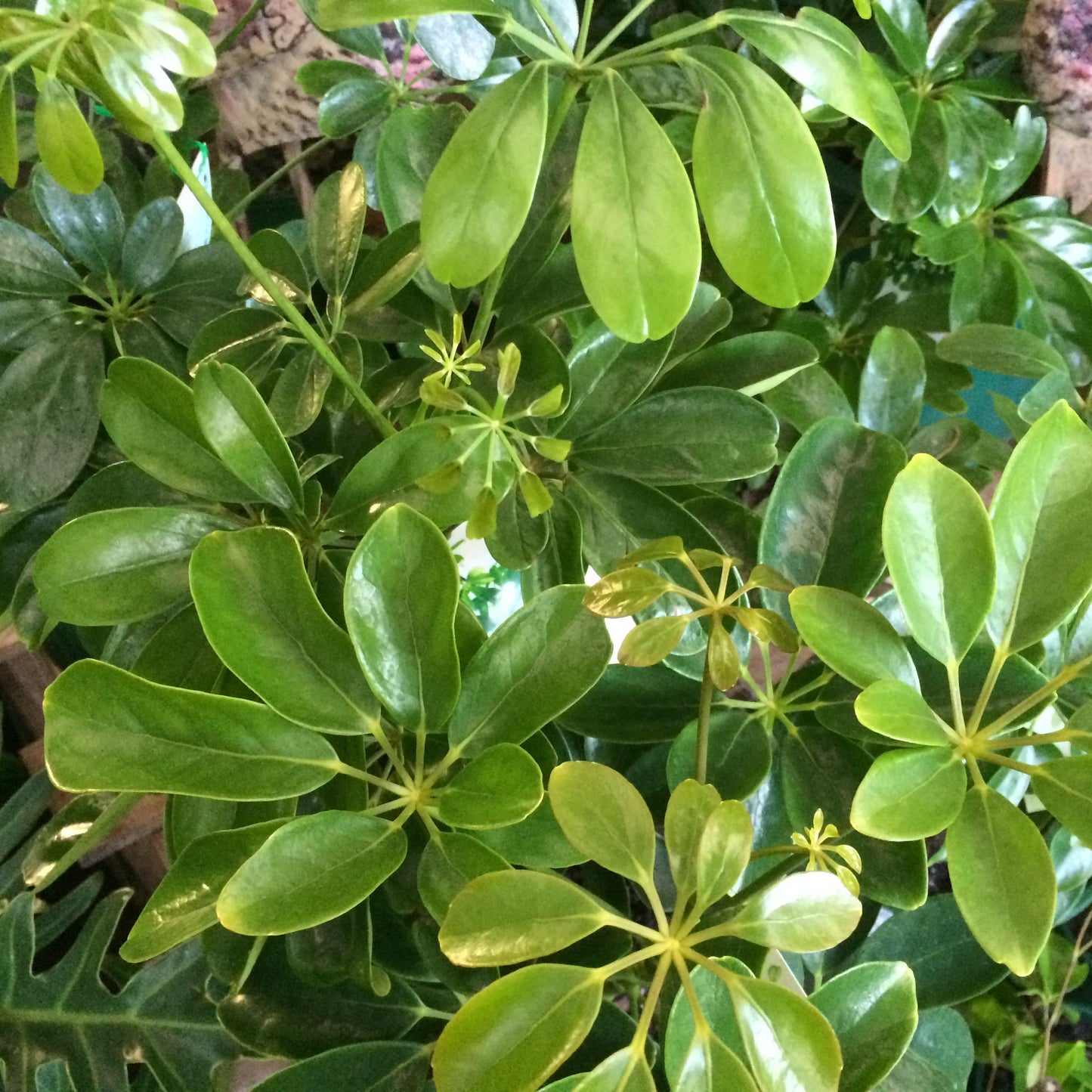Schefflera Arboricola - View 2 from www redcrocus com