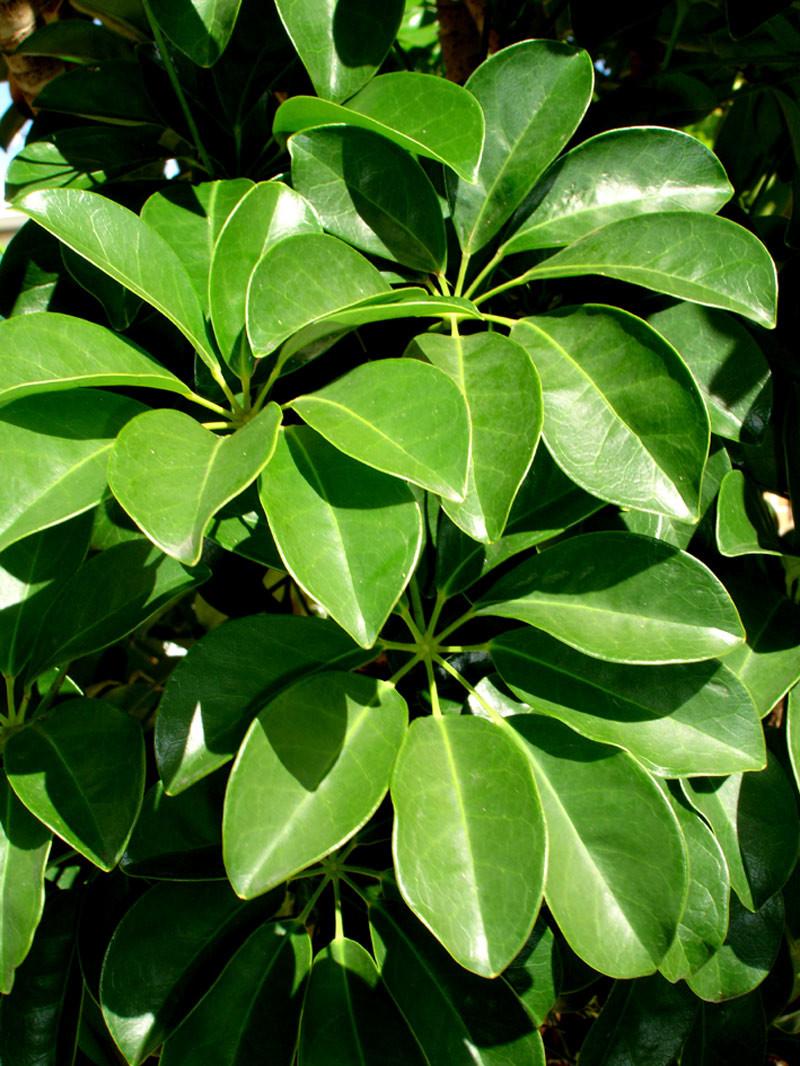 Schefflera Arboricola - View 3 from www redcrocus com