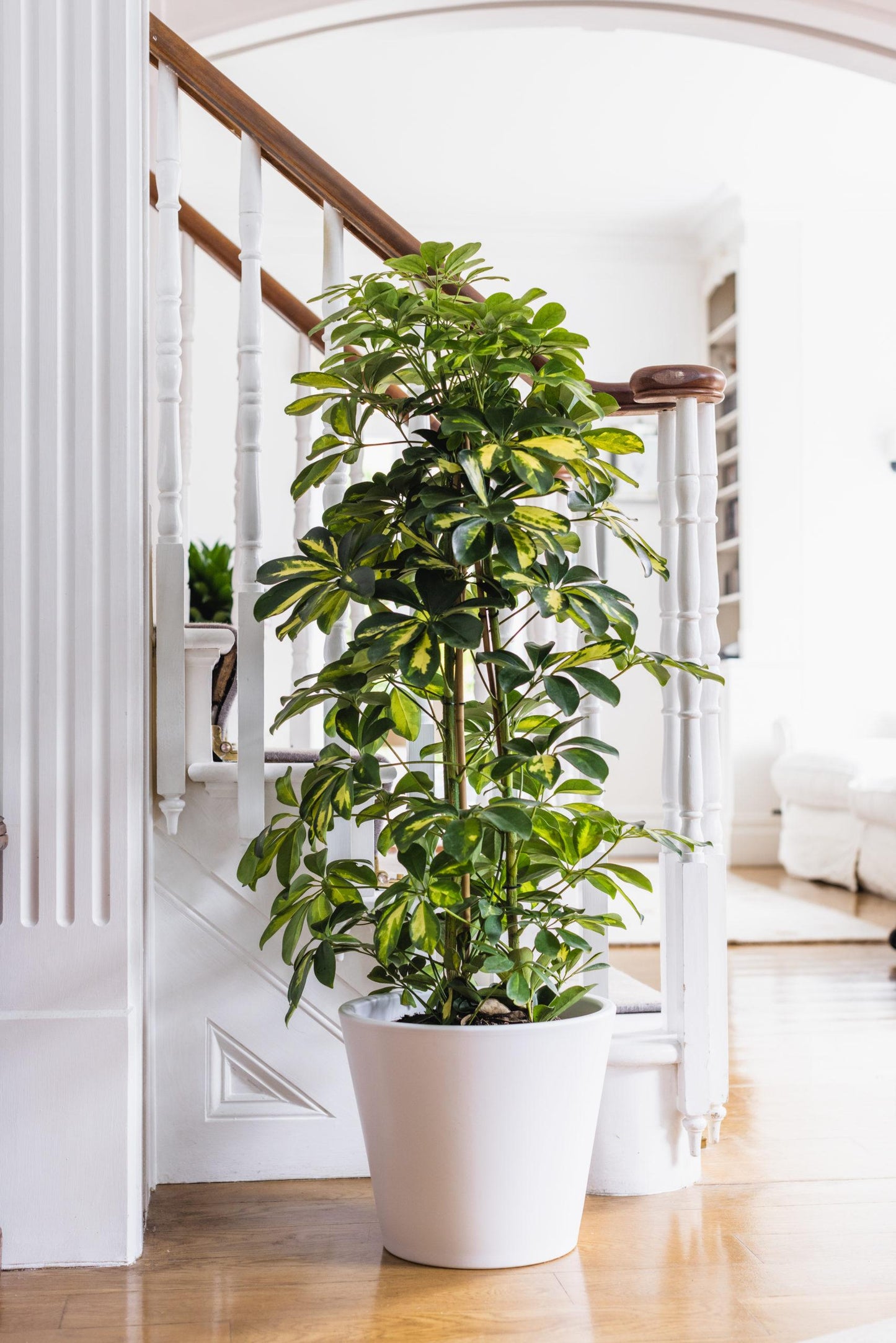 Schefflera Arboricola - View 4 from www redcrocus com