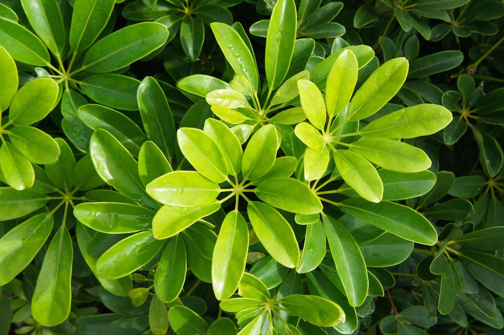 Schefflera Arboricola - View 5 from www redcrocus com