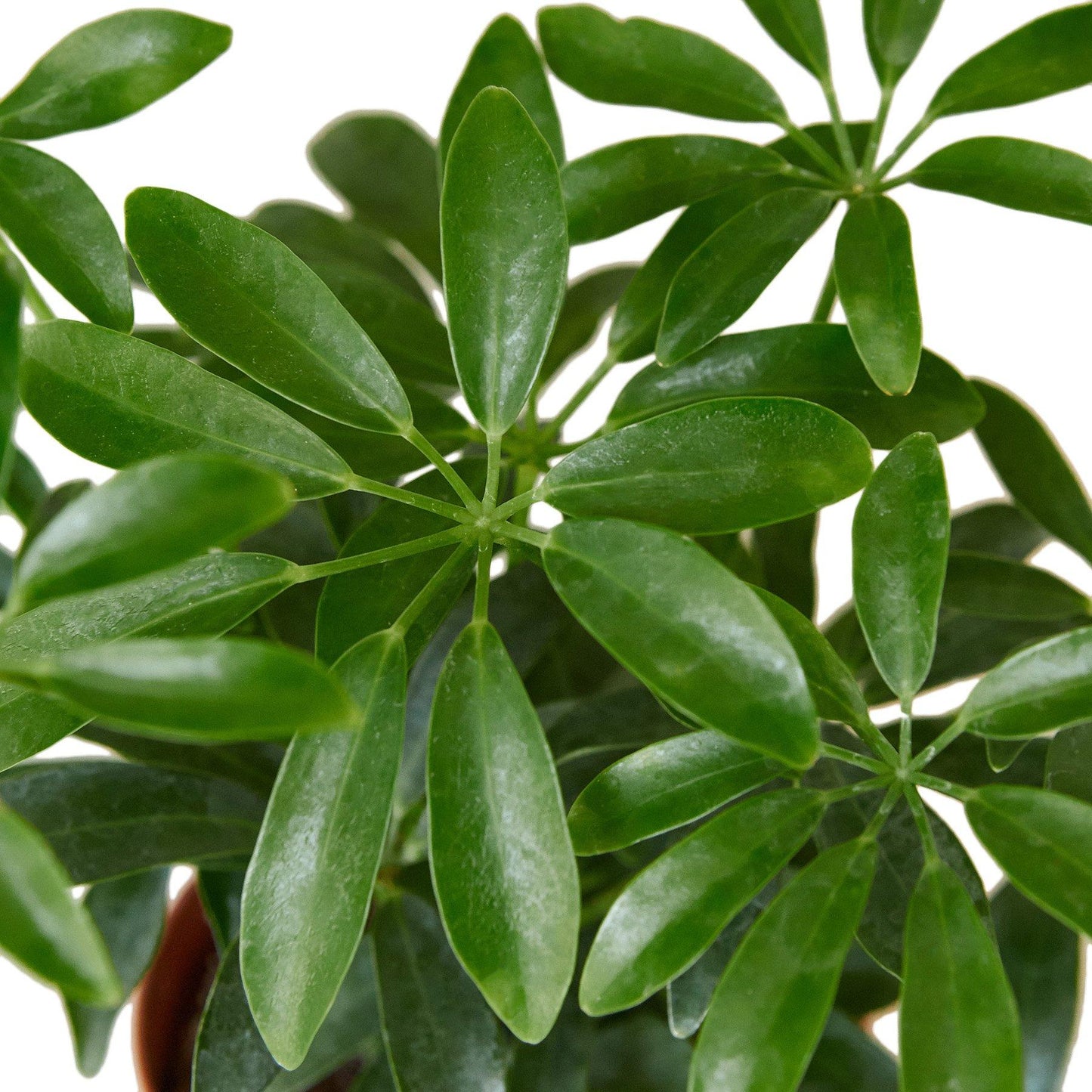 Schefflera Arboricola - View 6 from www redcrocus com