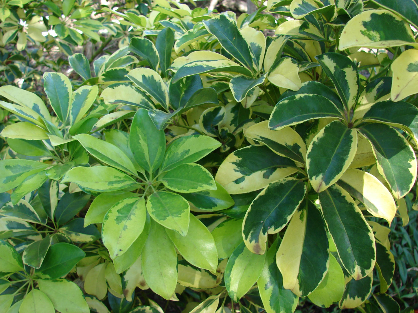 Schefflera Arboricola - View 7 from www redcrocus com