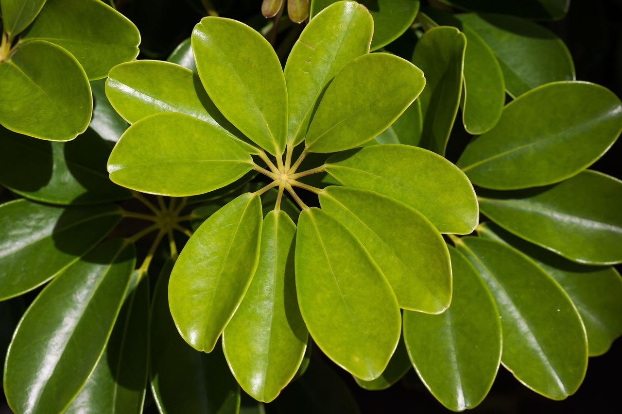 Schefflera Arboricola - View 8 from www redcrocus com