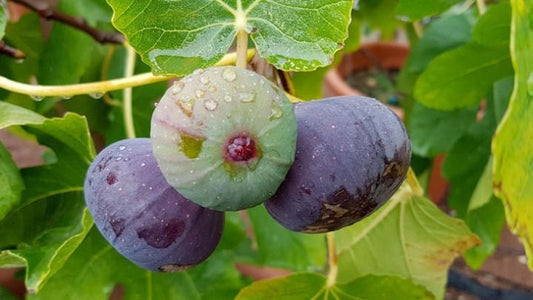 Ficus Carica Brown Turkey Standard - View 10 from www redcrocus com