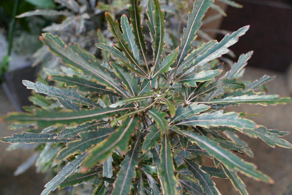 Aralia, Schefflera Elegantissima - View 10 from www redcrocus com