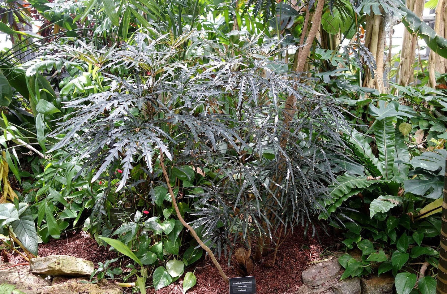 Aralia, Schefflera Elegantissima - View 11 from www redcrocus com