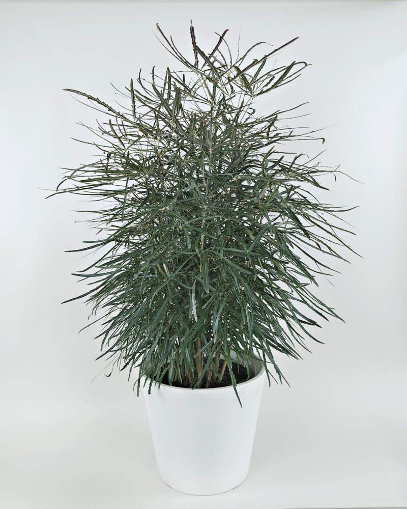Aralia, Schefflera Elegantissima - View 12 from www redcrocus com