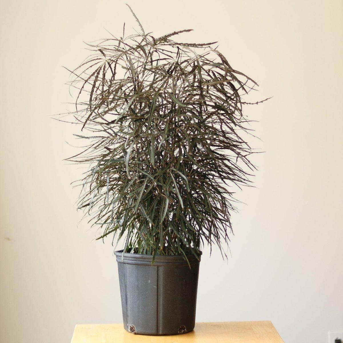 Aralia, Schefflera Elegantissima - View 17 from www redcrocus com