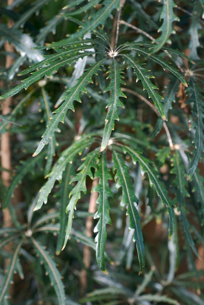 Aralia, Schefflera Elegantissima - View 2 from www redcrocus com