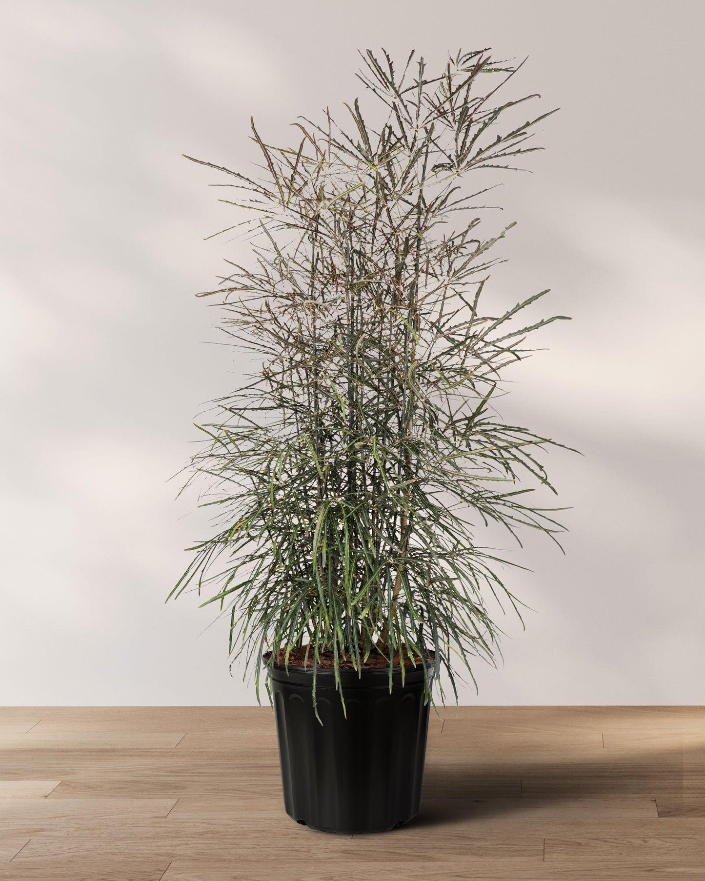 Aralia, Schefflera Elegantissima - View 3 from www redcrocus com