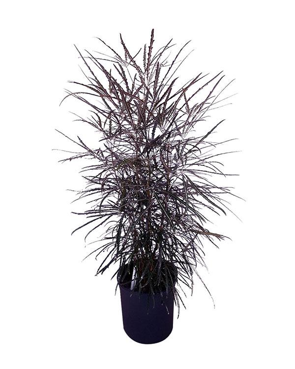 Aralia, Schefflera Elegantissima - View 5 from www redcrocus com