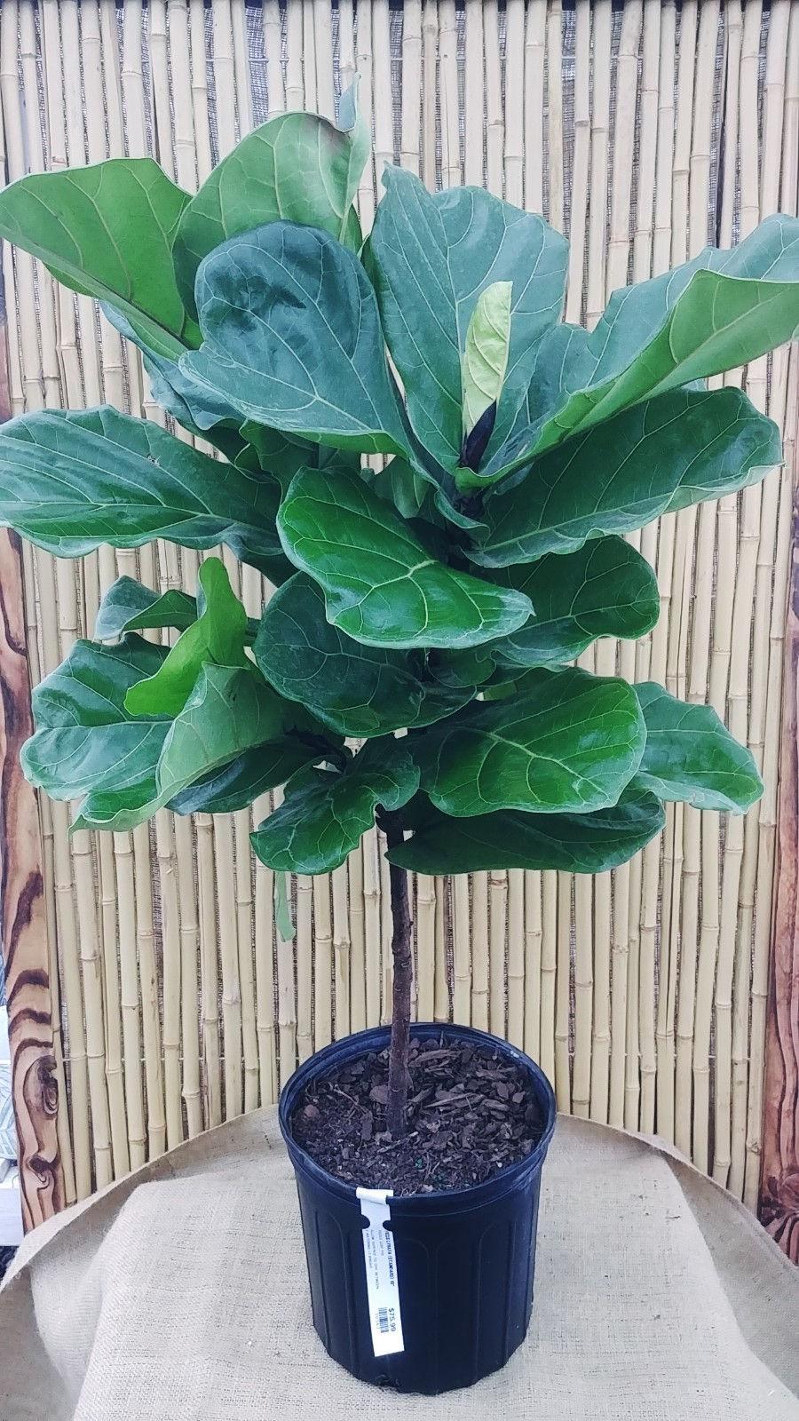 Ficus Lyrata Standard - View 10 from www redcrocus com