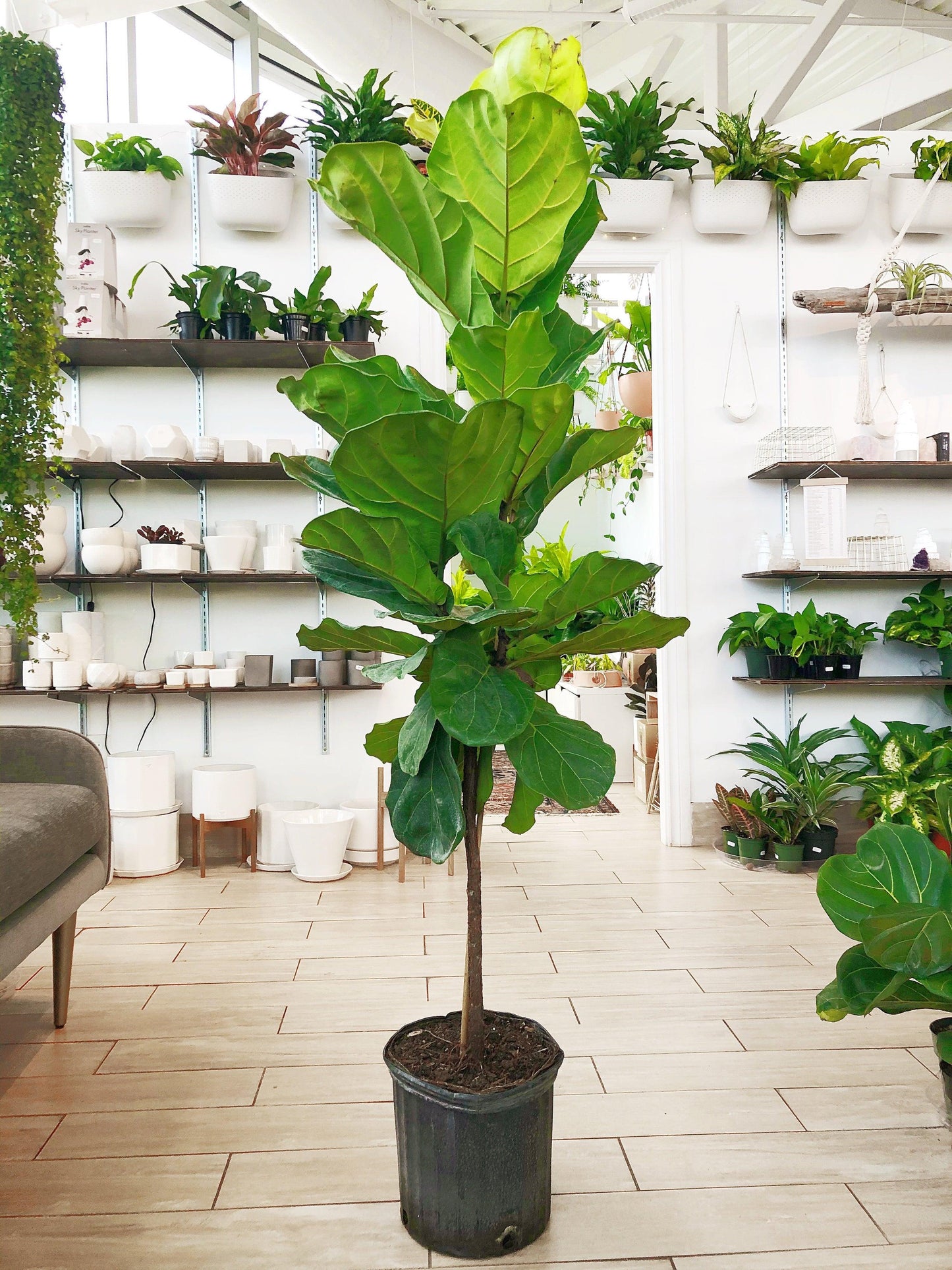 Ficus Lyrata Standard - View 11 from www redcrocus com