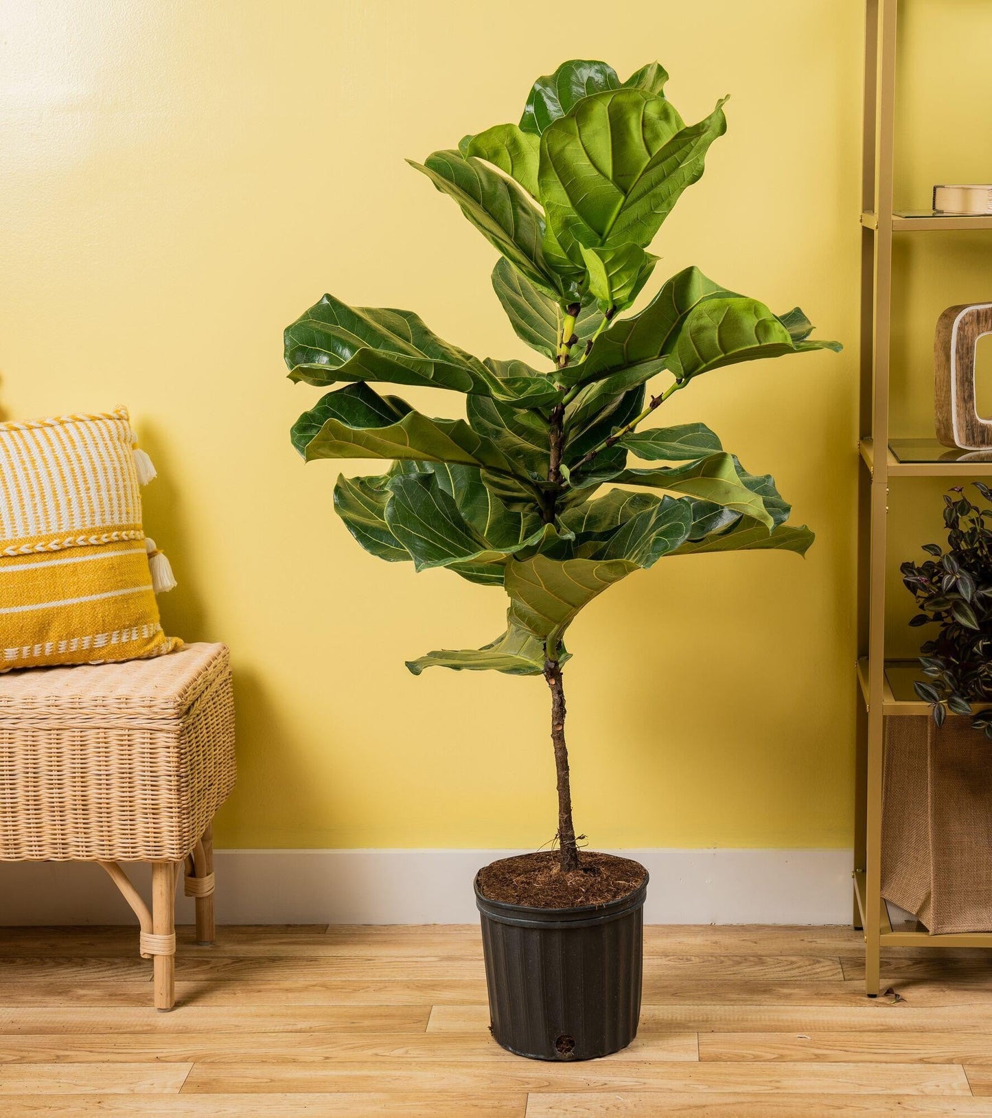 Ficus Lyrata Standard - View 12 from www redcrocus com