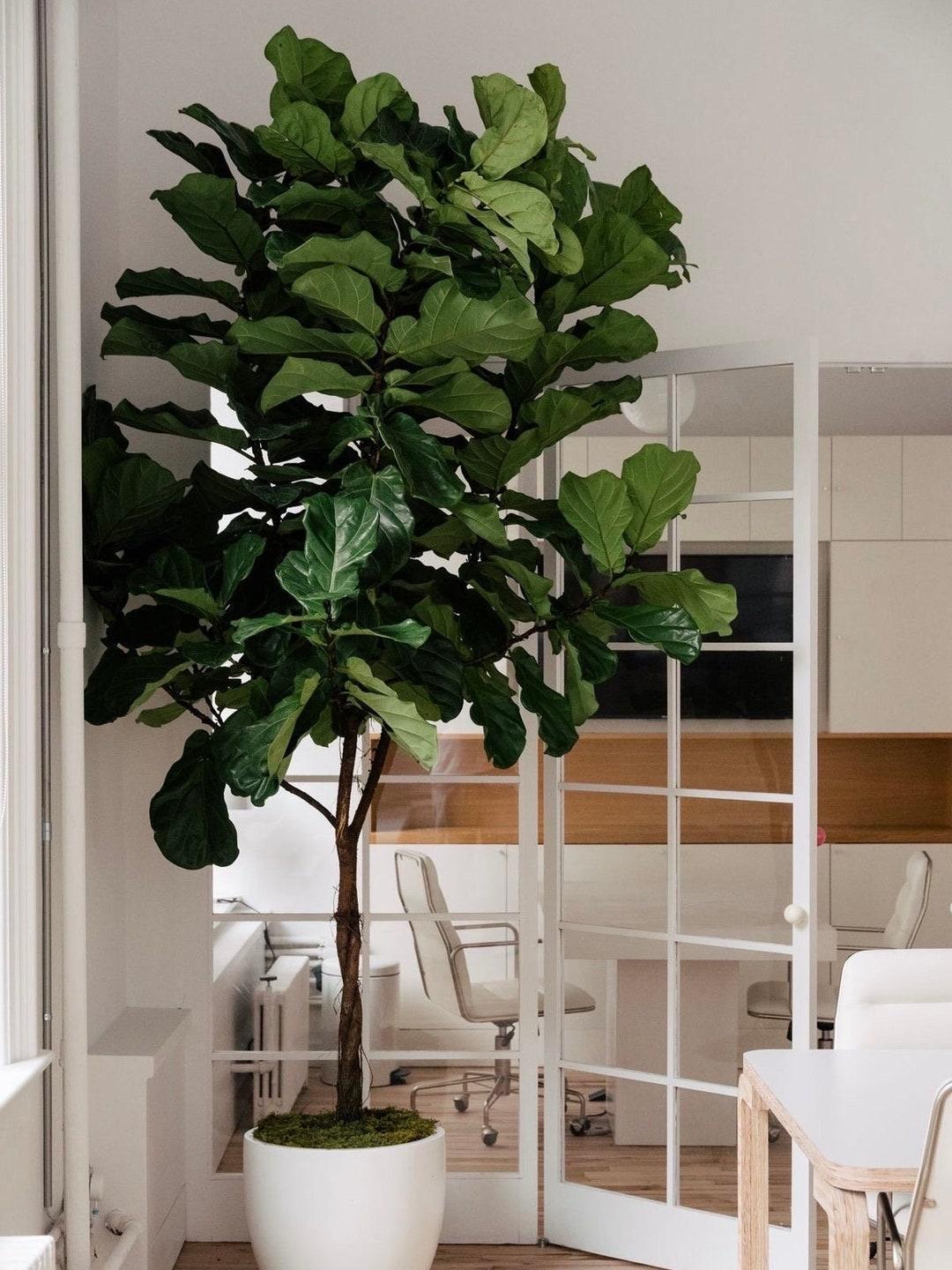 Ficus Lyrata Standard - View 13 from www redcrocus com