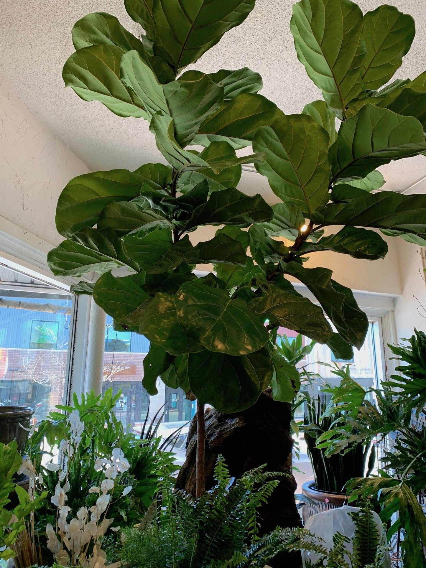 Ficus Lyrata Standard - View 14 from www redcrocus com