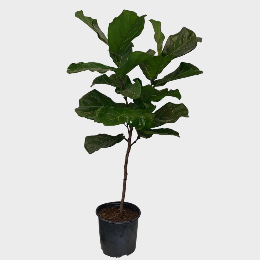 Ficus Lyrata Standard - View 16 from www redcrocus com