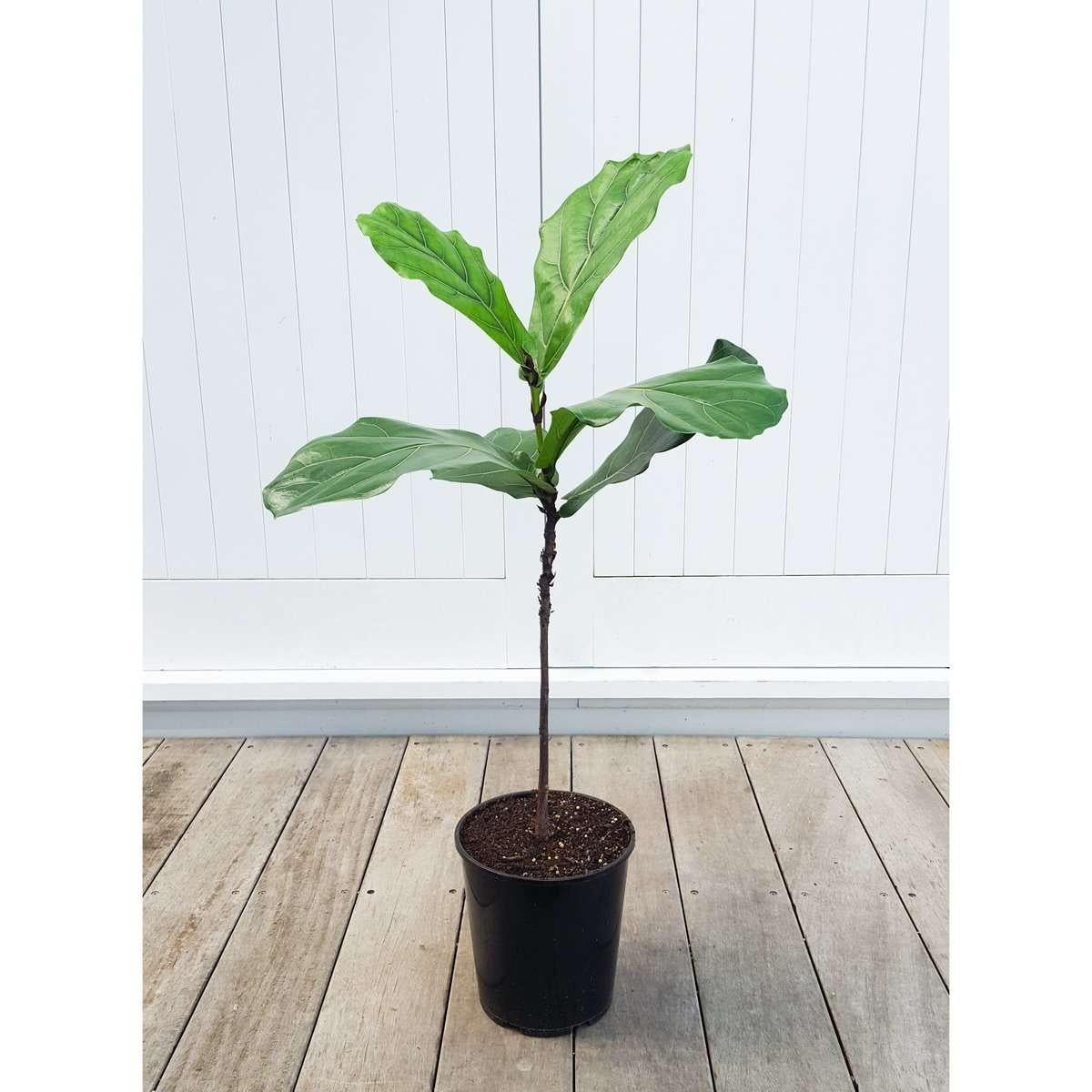 Ficus Lyrata Standard - View 16 from www redcrocus com