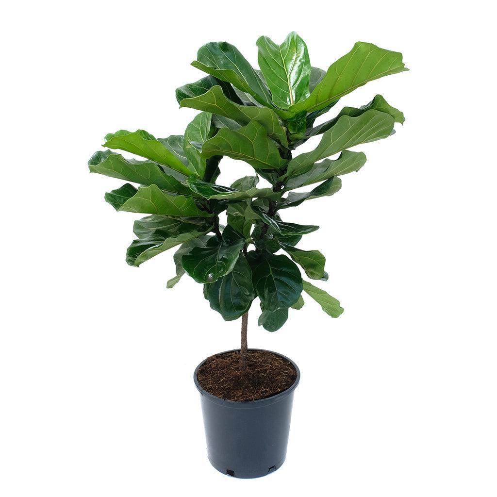 Ficus Lyrata Standard - View 19 from www redcrocus com