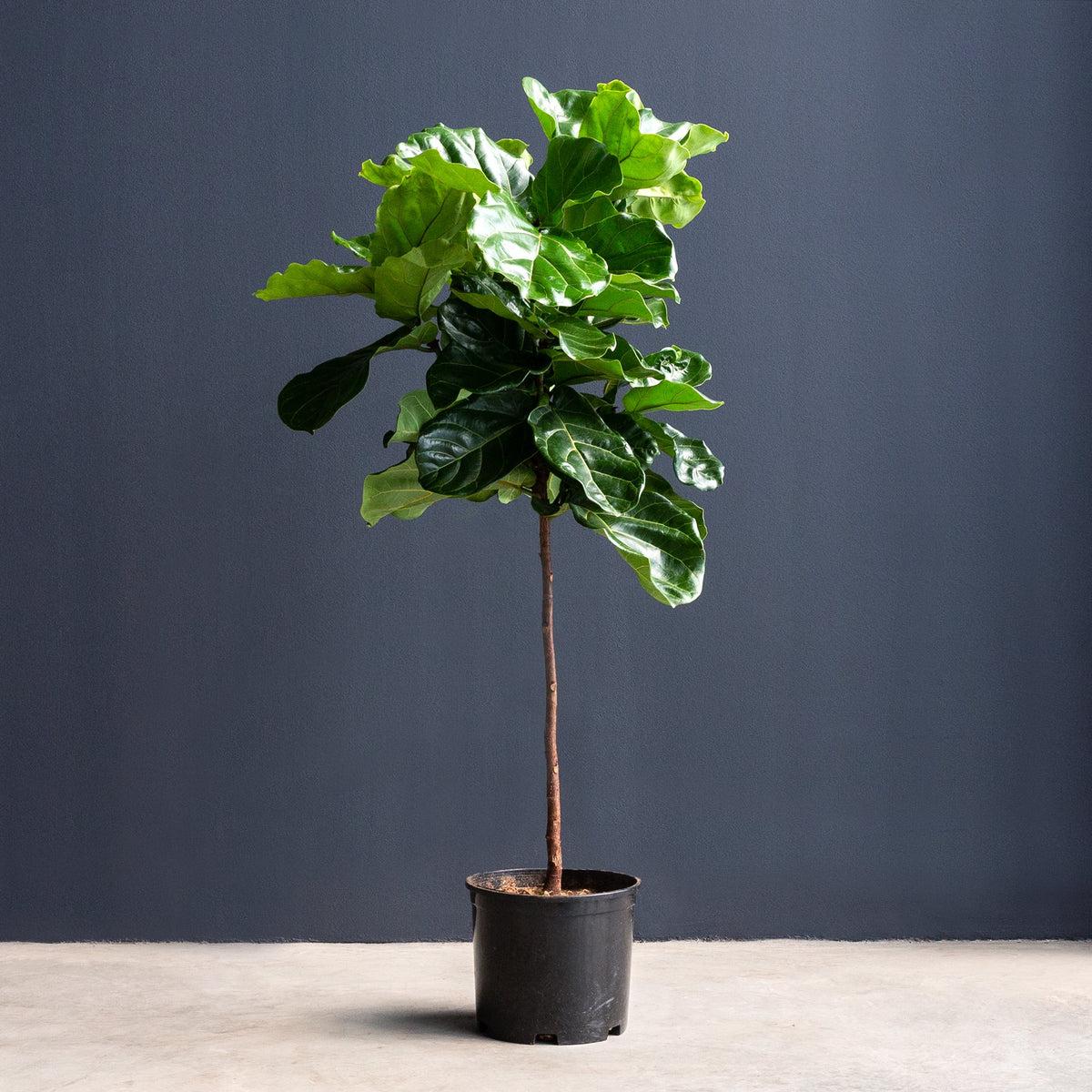 Ficus Lyrata Standard - View 1 from www redcrocus com