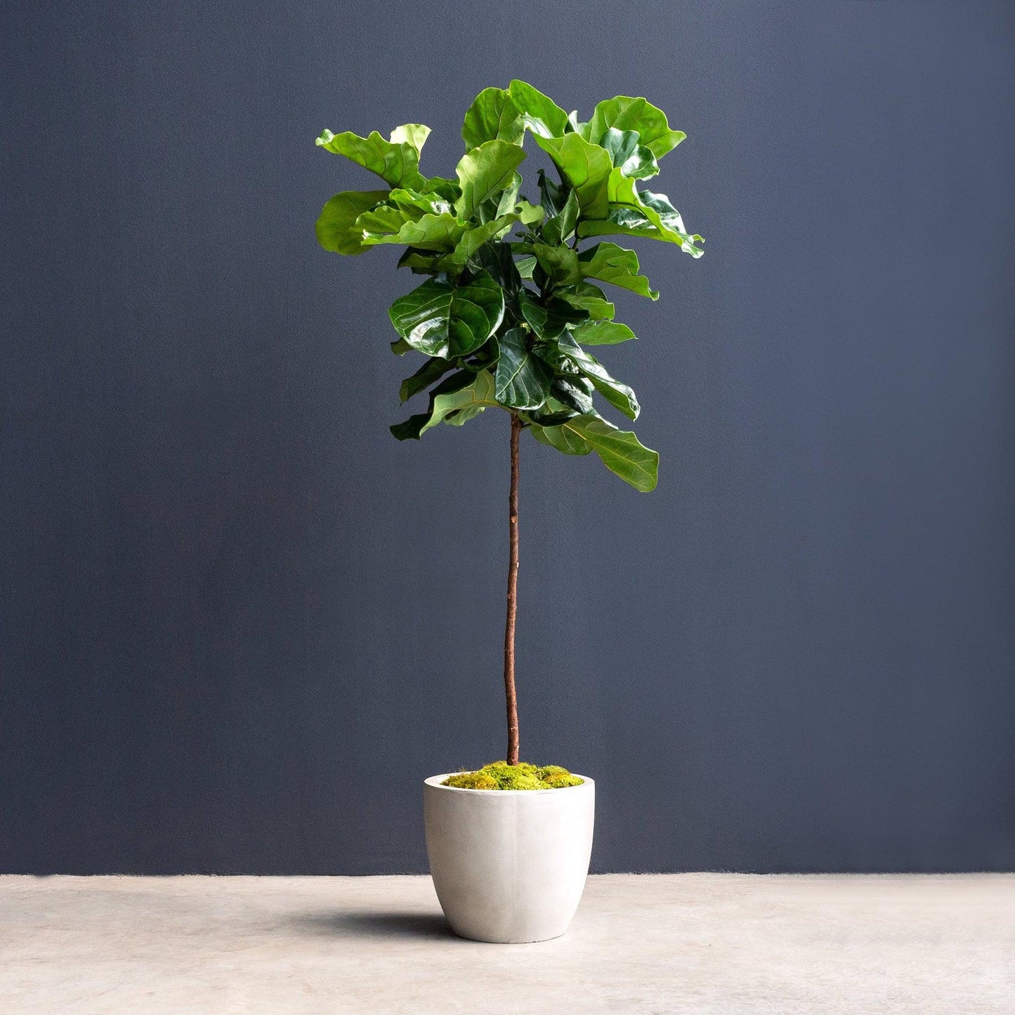 Ficus Lyrata Standard - View 2 from www redcrocus com